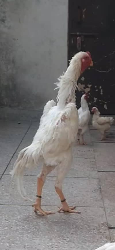 WHITE SHAMO SPLIT SWING/Aseel shamo paper white/ringbirds shamo/Aseel