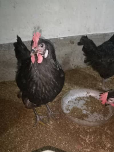 Lohmann black (desi red big egg)