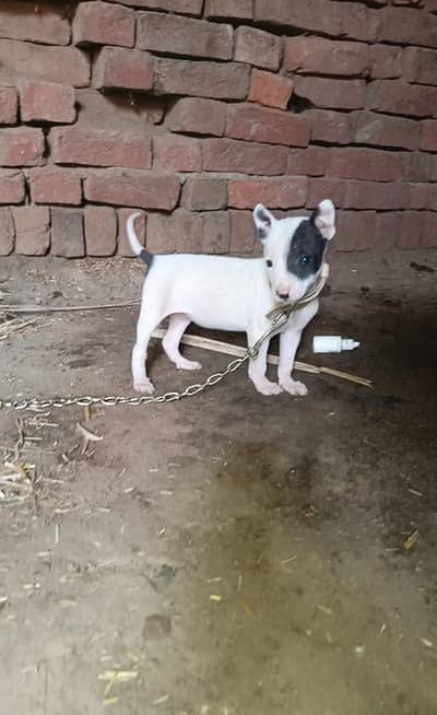 gultiar female 03059572830