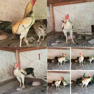 3 Pure aseel (only murga) for sell