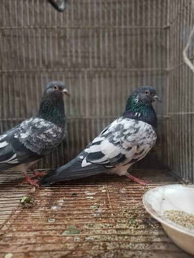 dab wale kabutaron ka jora