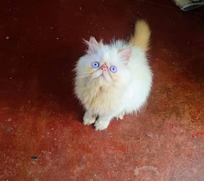 Show quality Persian,hamalayan,ragdoll kittens available for sale