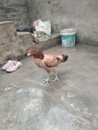 پاکستانی پرانی نسل کی اچھی مادی