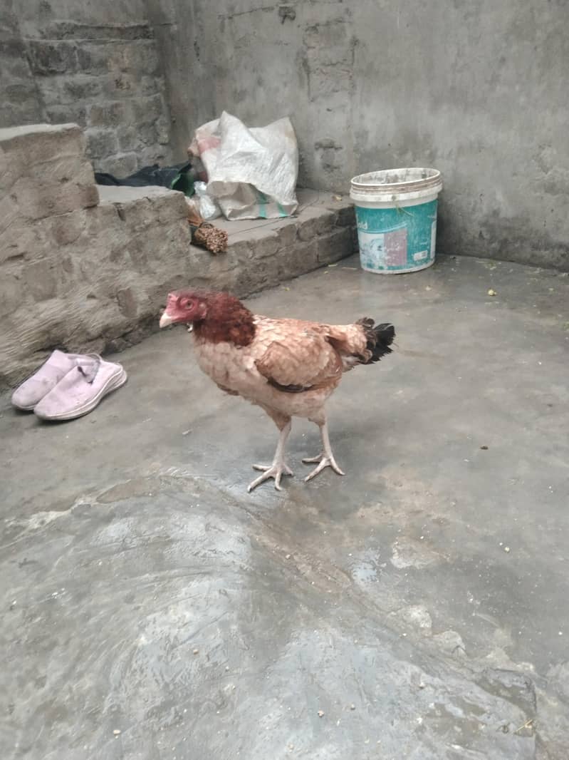 پاکستانی پرانی نسل کی اچھی مادی 0