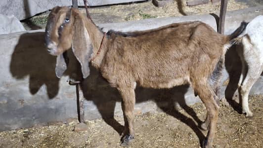 goat/bakri/sheep/bakra