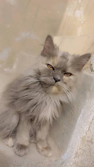 Persian Cat