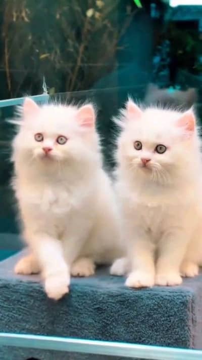 pure pairsian triple coted kitten for sale 03020580884 only wahtsap