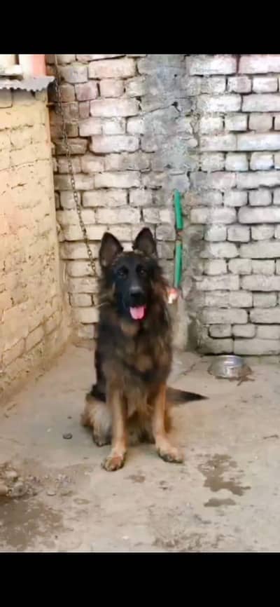 German Shepherd  Pink Pedigree Male