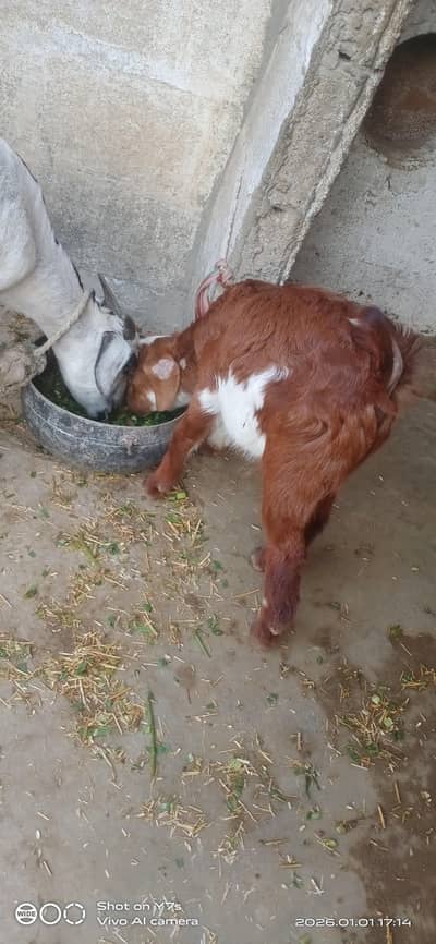 teddy bakri zero size ki danto me 4