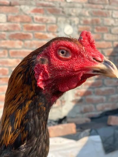 Barmi Aseel Murga For Sale