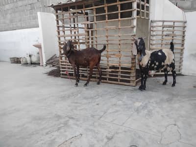 gabban goats