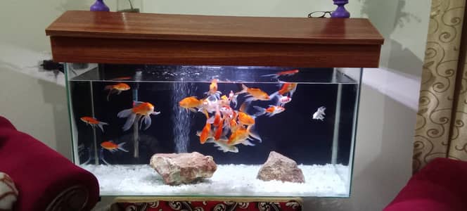 Fish Aquarium brand new large size
