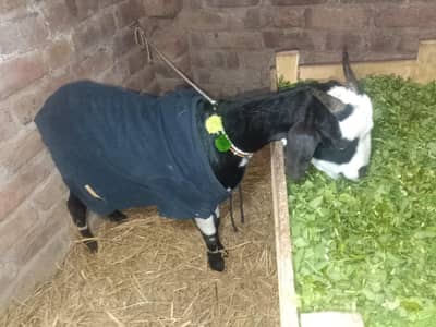 zero size goat sale  250gm  milk  activate healthy