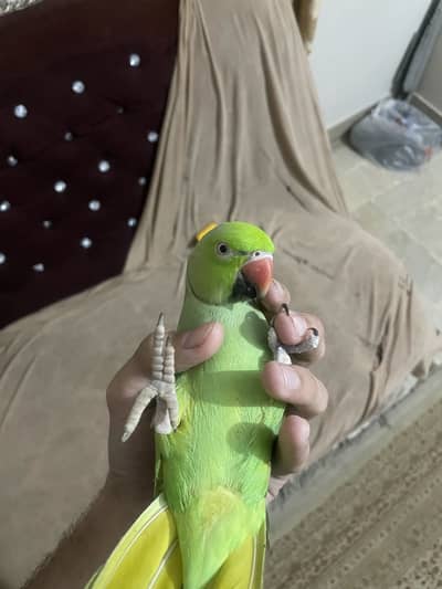 Talking Allah Hu Ringneck Male Hand tamed