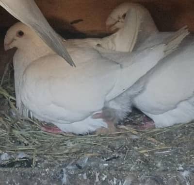 sentient and German beauty breader pair