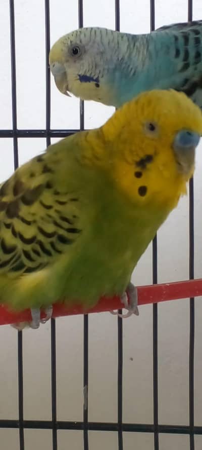 budgies