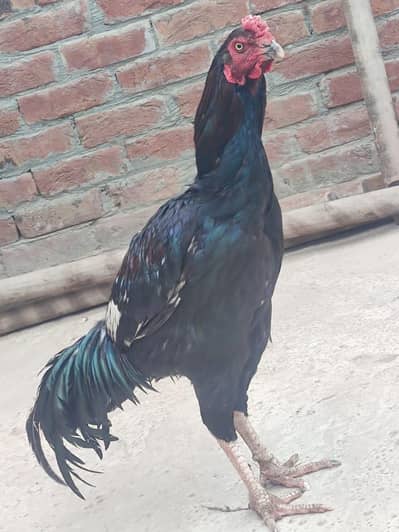 Aseel mianwali young pattha