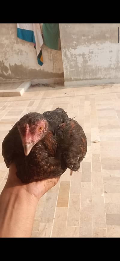 full aseel female for sell