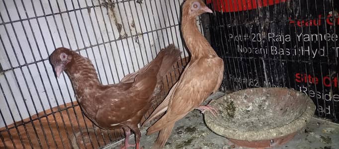 Cage & Fancy pegions Resonaible prize