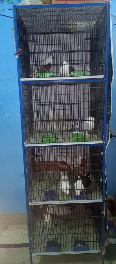 Cage & Fancy pegions Resonaible prize