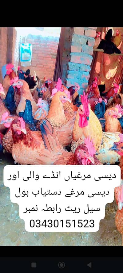 desi golden misri hen