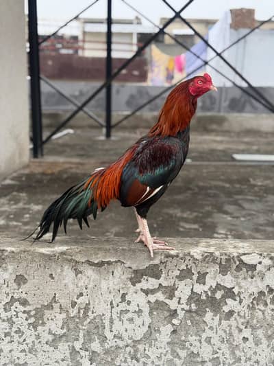 High Qulaity Lakha Patha