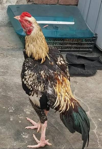 Aseel jawa patha for sale