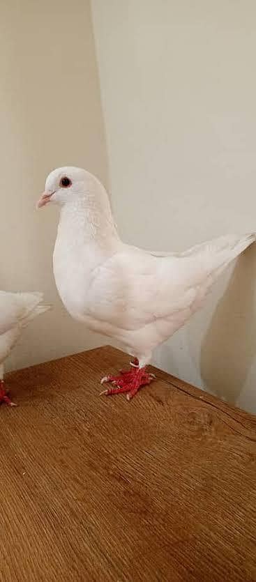 king size white pegions