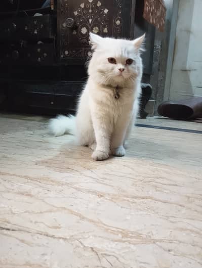 Perssian Female Kitten