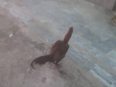 Bule dargon male  white shamo breader 2 male or white shamo breader