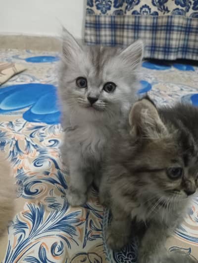 Sale 3 females Persian Kittens,Age 1.5 Month, Price 7k