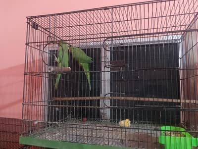 breeder female 2 years old