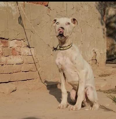 bully  male puppy dog for sale