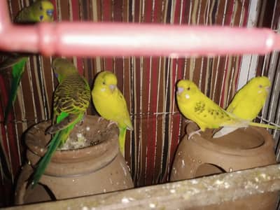 Australian parrots (Budgies)