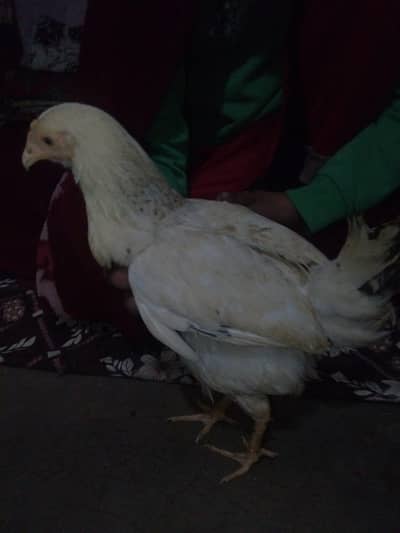 Desi morgi morgey for sale 03164180384