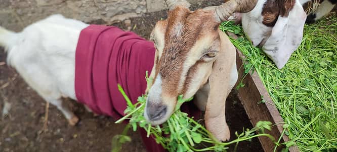 bakri hai bache k sath