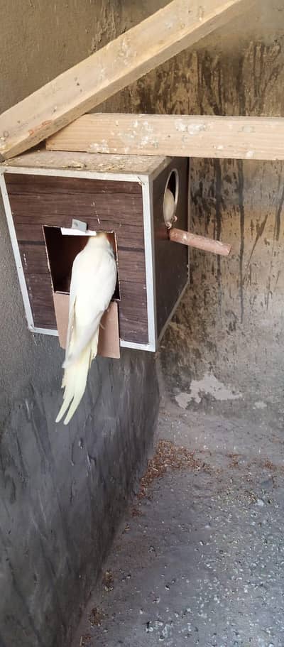 cockateil parrots for sale male female both