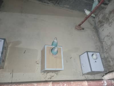 breeder prayer for sale