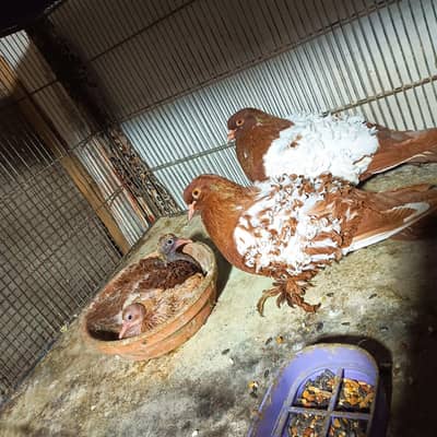 Frillback fancy pegan