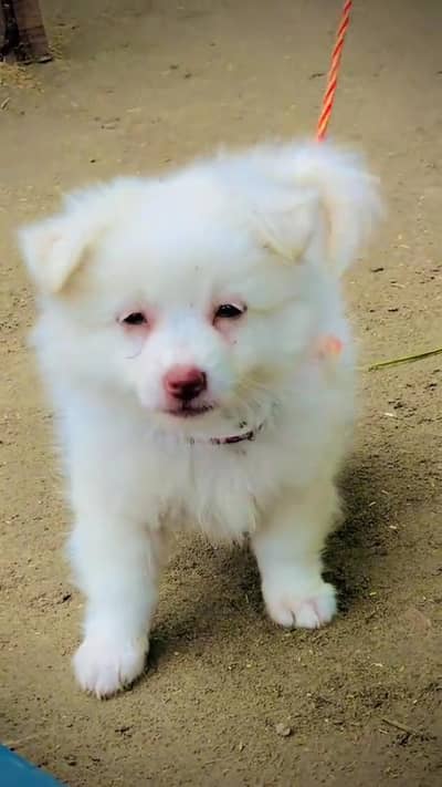 Russian male puppy pink nose urgent sale
