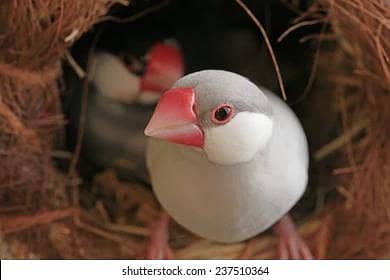 Opal java and Silver java