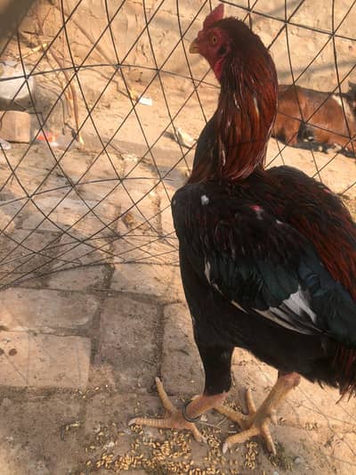 lasani mushka or sindhi cross