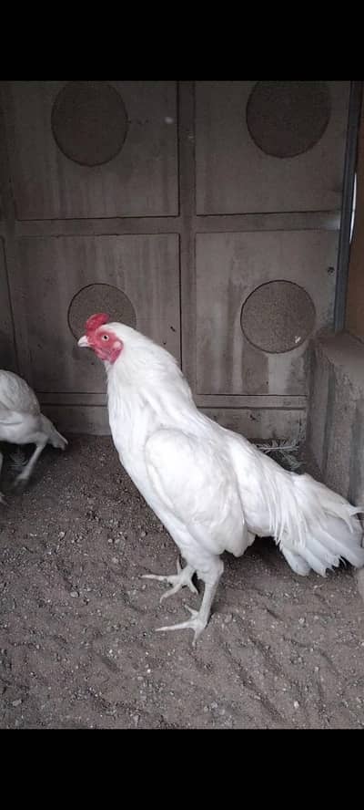 Heera Aseel Mianwali zero size