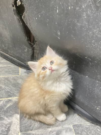 Persian female kitten foan color with white legs
