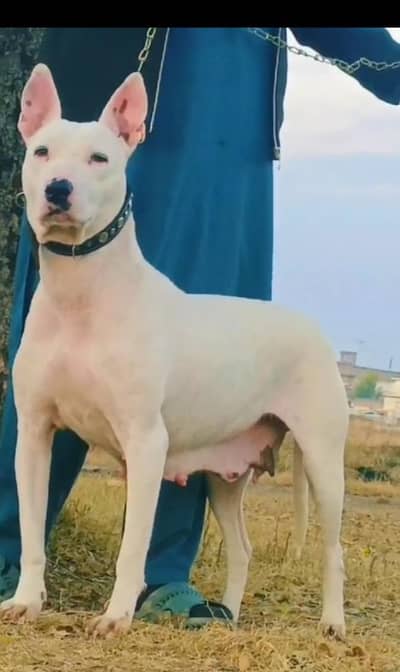 paver Kuwaiti gultair female confirm breeder for sale available