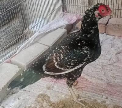ASEEL HENS & RAW MALE PARROT FOR SALE IN MULTAN