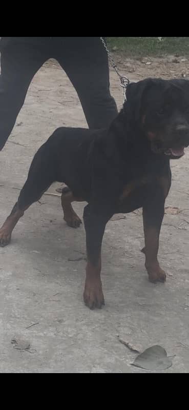 German Rottweiler male available