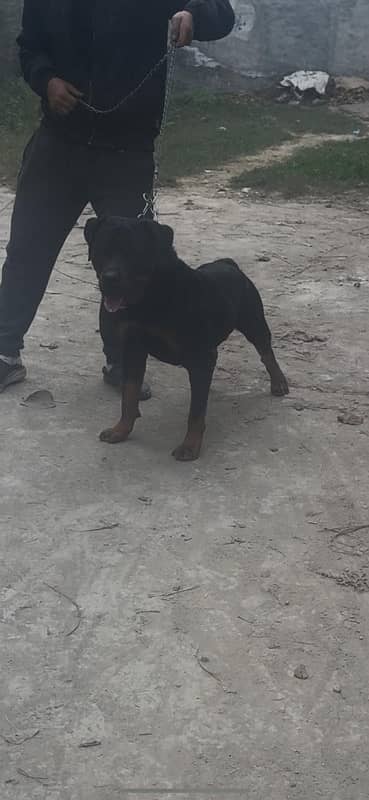 German Rottweiler male available