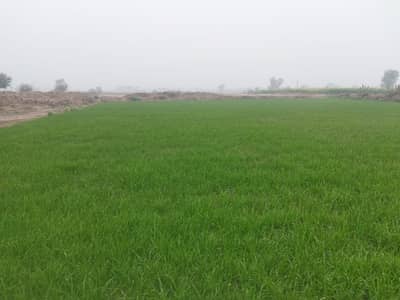 High-Yield 1 Kanal Plots | Gojra Road, Painsra | Ready Electricity & W