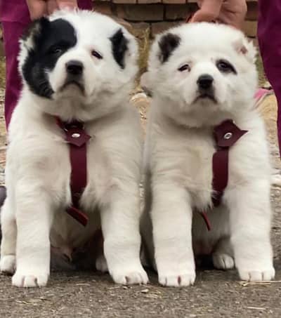 Afghani kuchi dog full security male female for sale available